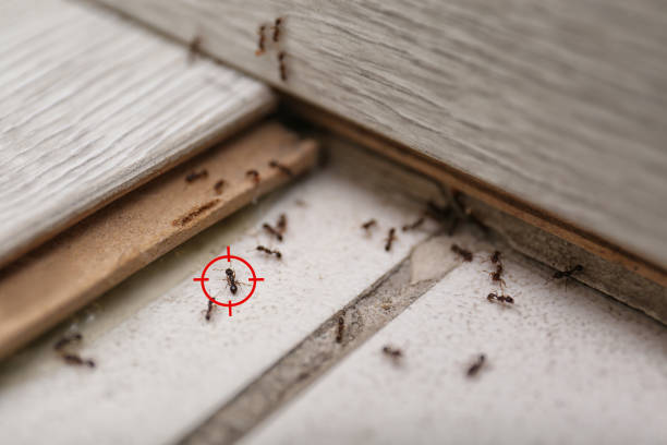 Bird Control in Annandale, VA