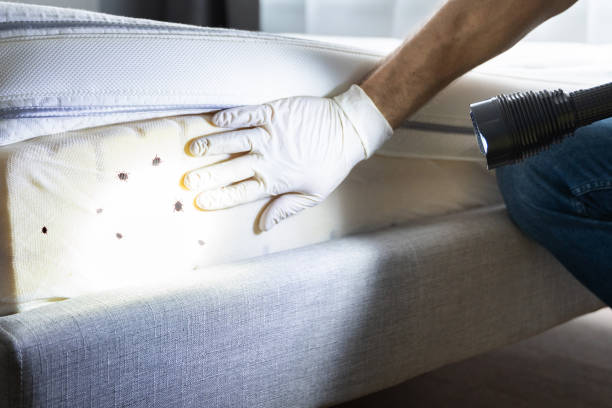 Best Termite Control Services  in Annandale, VA