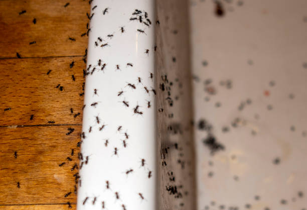 Best Pest Control Near Me  in Annandale, VA